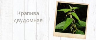 Что лечат крапивой