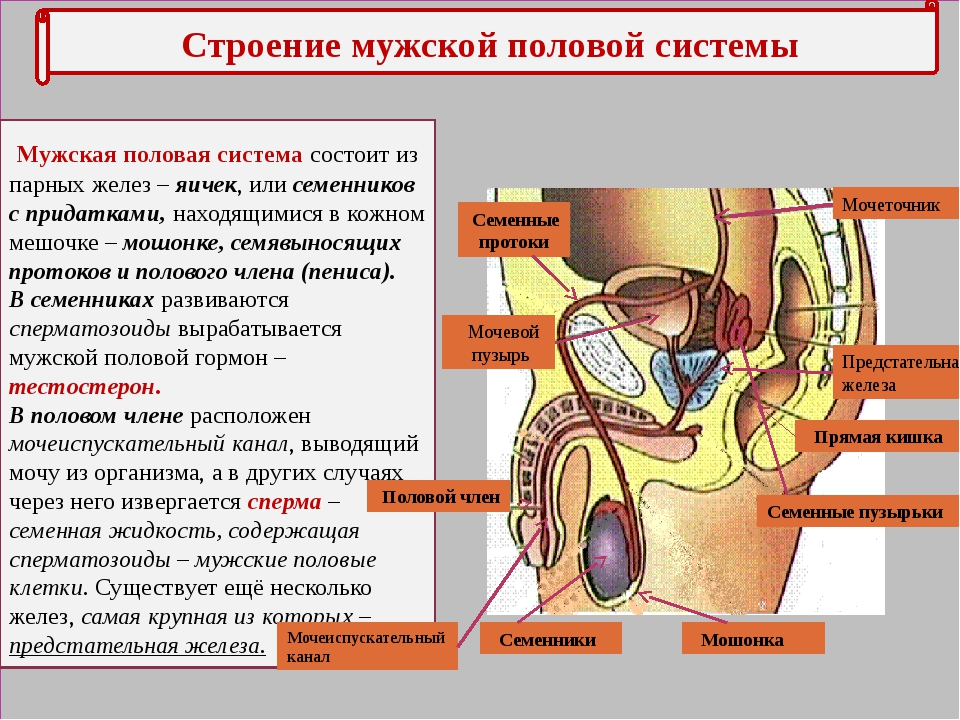 Мужское бесплодие