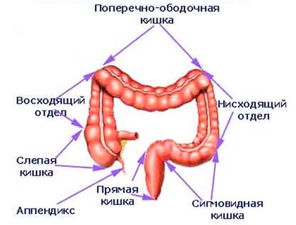 кишка